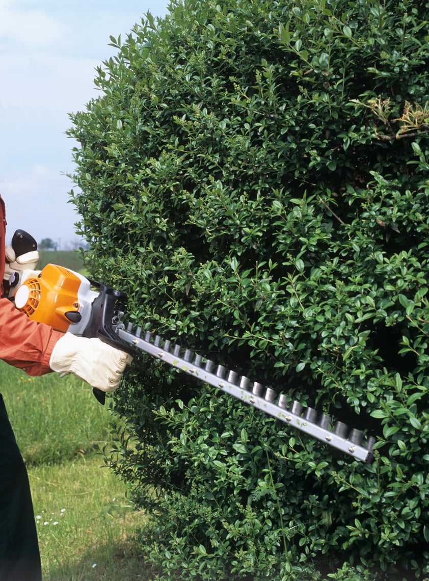 Gardener trimming the hedges